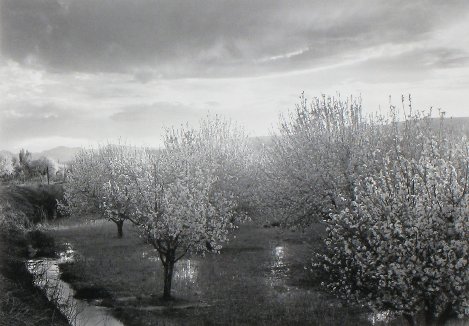 William Clift (American, b. 1944) 'Apple Blossoms, Velarde, New Mexico, 1973' William Clift (American, b. 1944) 'Apple Blossoms, Velarde, New Mexico, 1973'