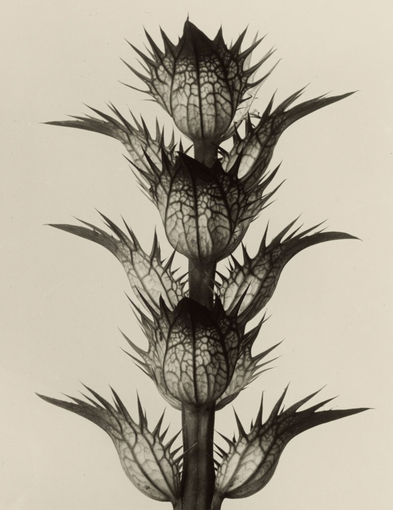 Karl Blossfeldt (German, 1865-1932) 'Acanthus - Bear's breech' before 1928 from the exhibition 'Plant Studies by Karl Blossfeldt and Related Works' at Die Photographische Sammlung/SK Stiftung Kultur, Cologne, March - June, 2009