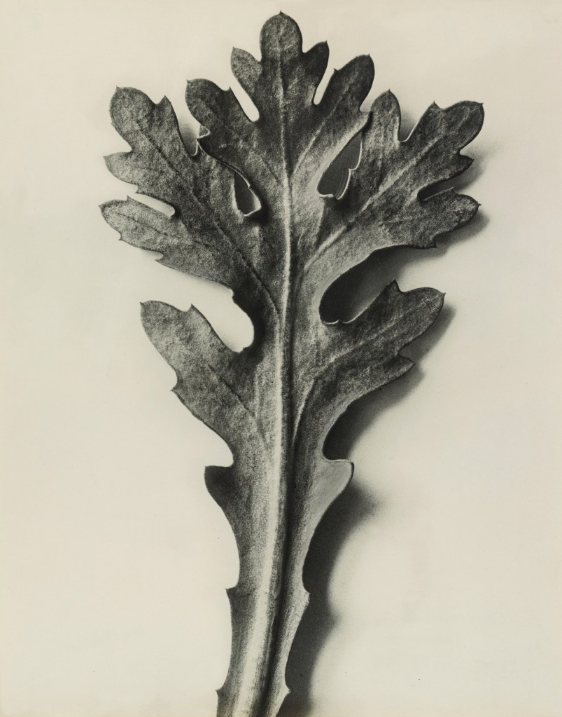 Karl Blossfeldt (German, 1865-1932) 'Chrysanthemum segetum - Feverfew' before 1928
