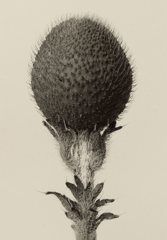 Karl Blossfeldt (German, 1865-1932) 'Thorned Bulbous Plant' before 1928
