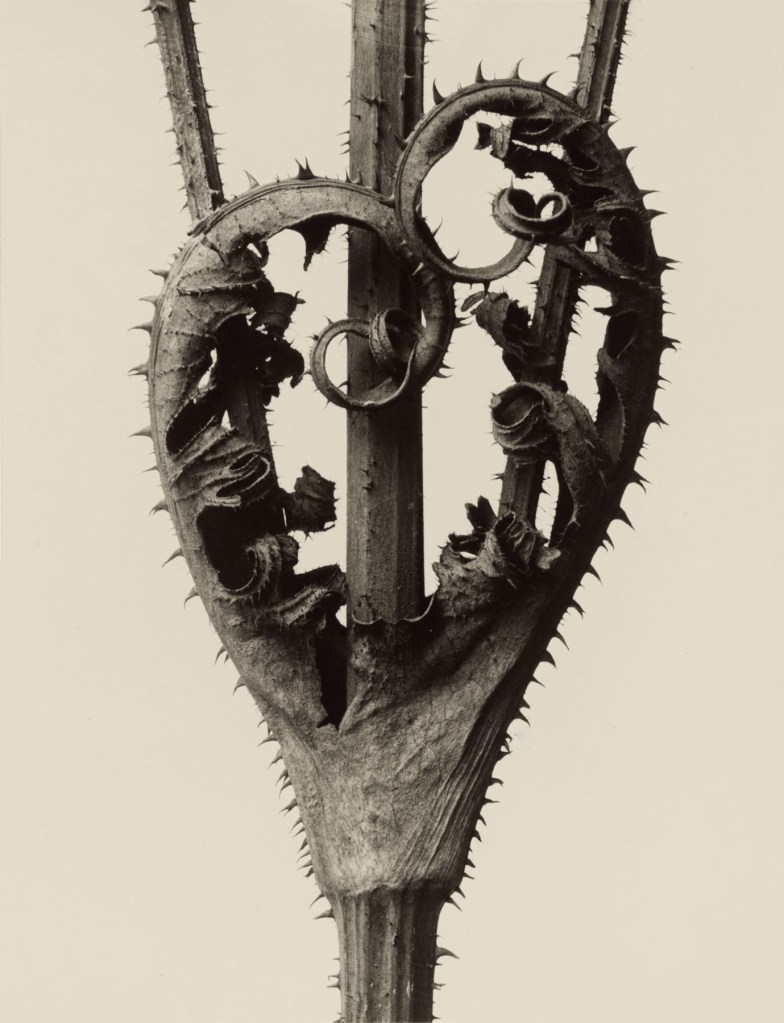 Karl Blossfeldt (German, 1865-1932) 'Dipsacus laciniatus - Cutleaf Teasel' before 1928