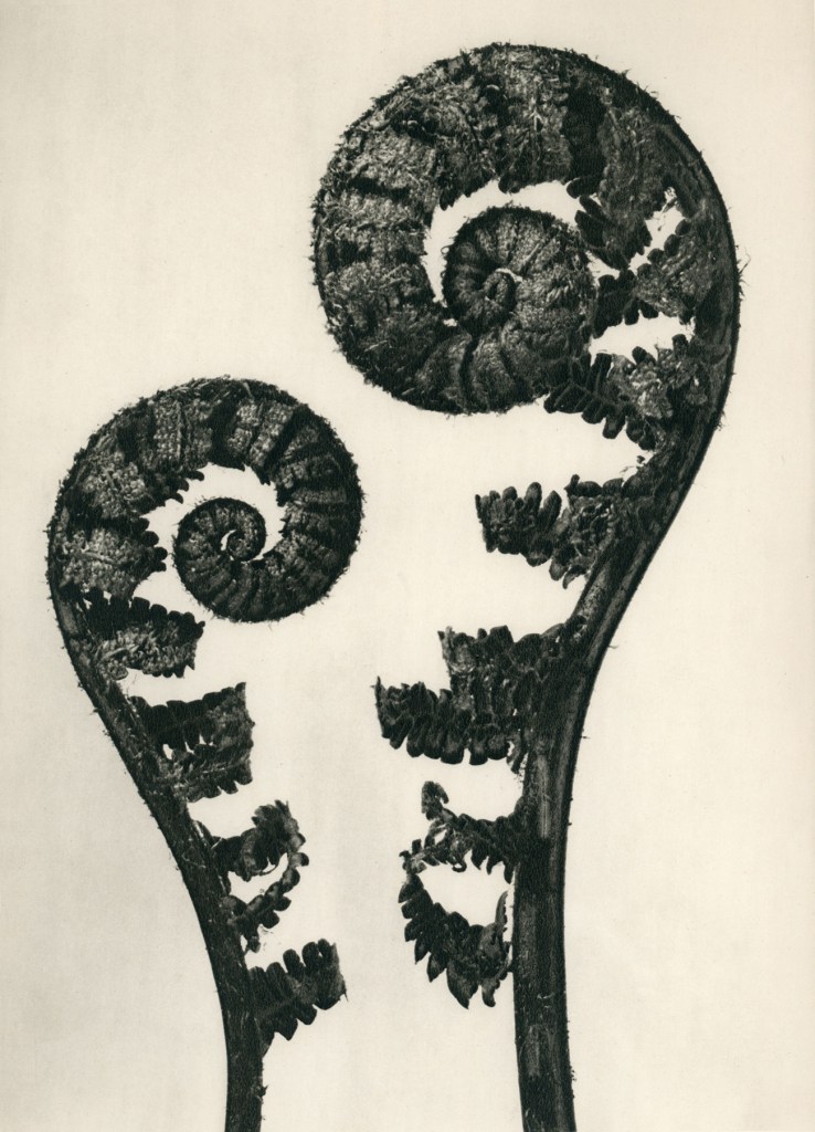 Karl Blossfeldt (German, 1865-1932) 'Dryopteris filix mas - Common male fern' before 1928
