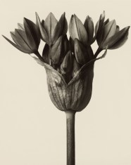 Karl Blossfeldt Allium OstrowskianumArt Blart Art And Cultural Memory 