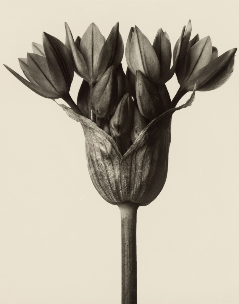 Karl Blossfeldt (German, 1865-1932) 'Allium ostrowskianum - garlic plant' before 1928
