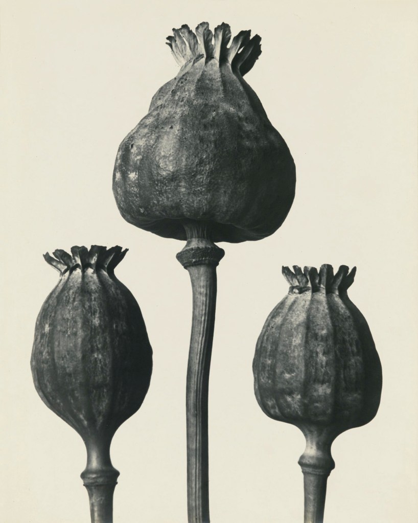 Karl Blossfeldt (German, 1865-1932) 'Papaver Orientalis - Oriental Poppy capsules' before 1928