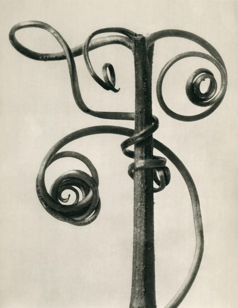 Karl Blossfeldt (German, 1865-1932) 'Cucurbita - Pumpkin tendrils' before 1928 from the exhibition 'Plant Studies by Karl Blossfeldt and Related Works' at Die Photographische Sammlung/SK Stiftung Kultur, Cologne, March - June, 2009