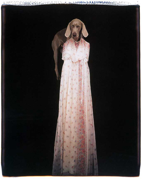 William Wegman (American, b. 1943) 'Front Facade' 1993 from the exhibition 'William Wegman: Fay' at the Akron Art Museum, Ohio, May - Aug, 2009