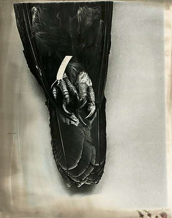 John Wood (American, 1922-2012) 'Eagle Pelt' 1985