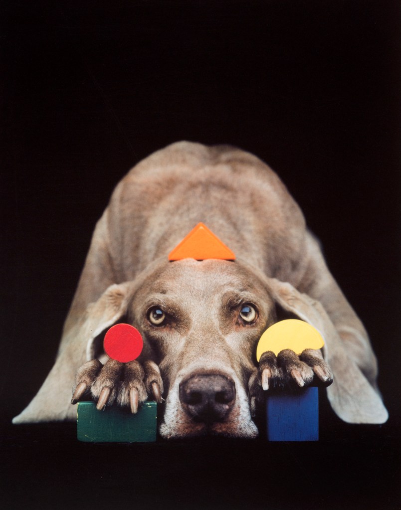 William Wegman (American, b. 1943) 'Basic Shapes In Color' 1993