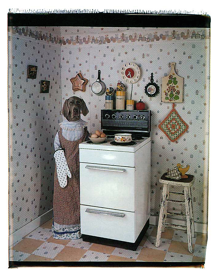 William Wegman (American, b. 1943) 'Miss Mit' 1993 from the exhibition 'William Wegman: Fay' at the Akron Art Museum, Ohio, May - Aug, 2009