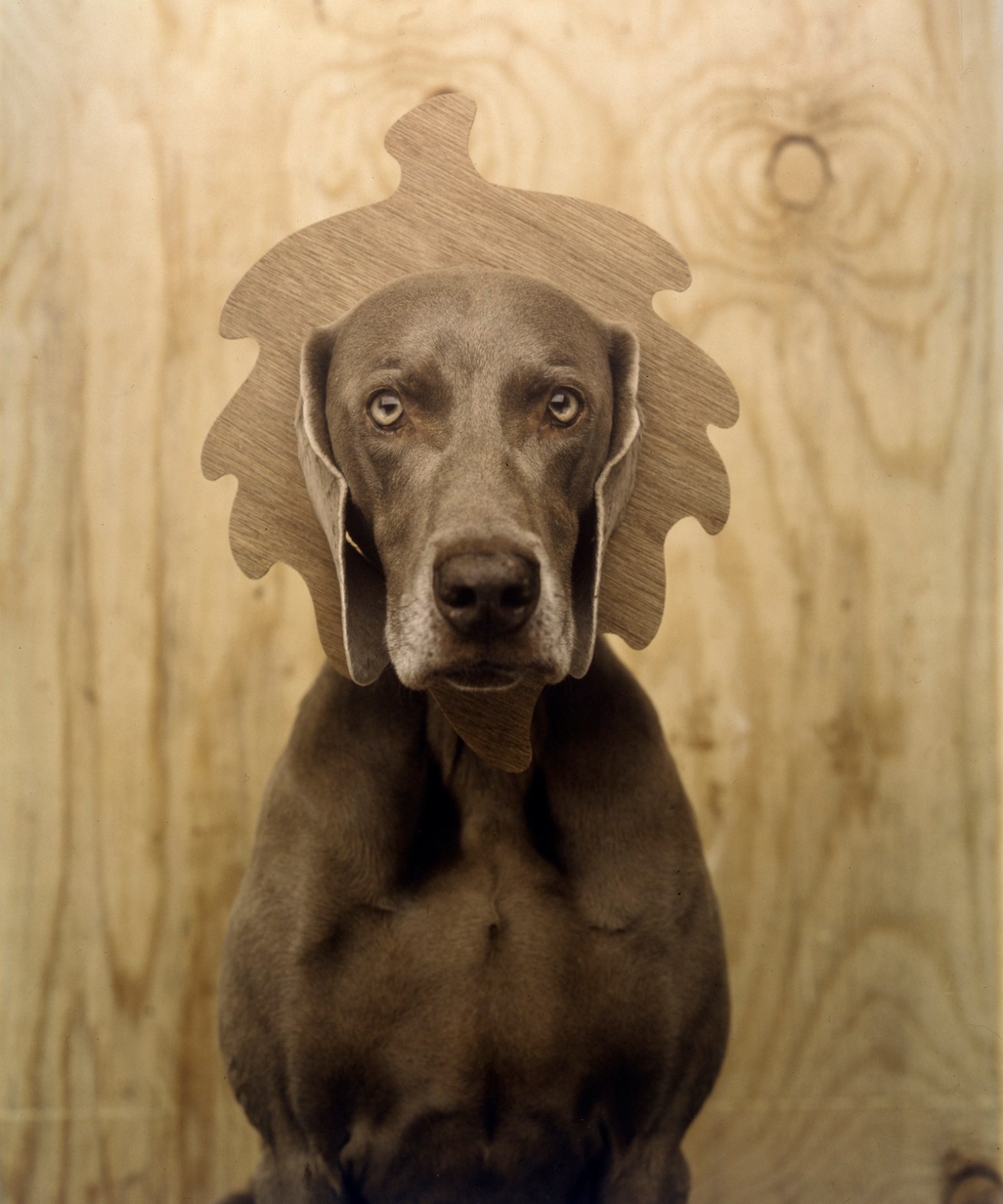 William Wegman Fay Art Blart Art And Cultural Memory Archive William Wegman Fay Art Blart Art And Cultural Memory Archive