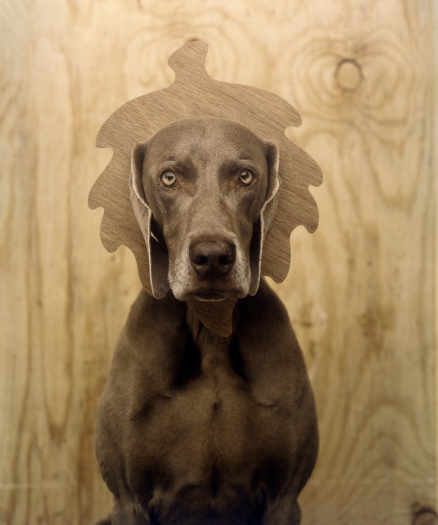 William Wegman (American, b. 1943) 'Oaken' 1992