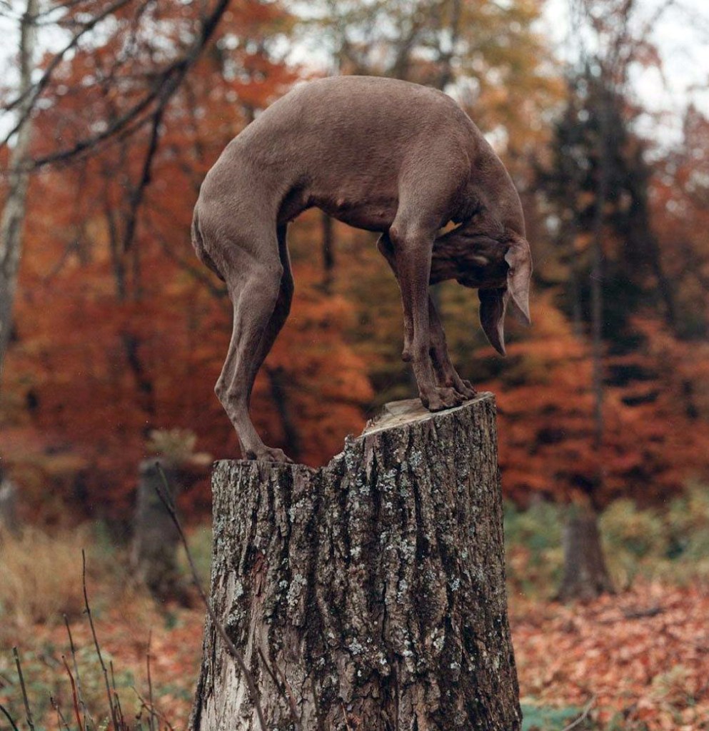 William Wegman (American, b. 1943) 'U-Tree' 1992