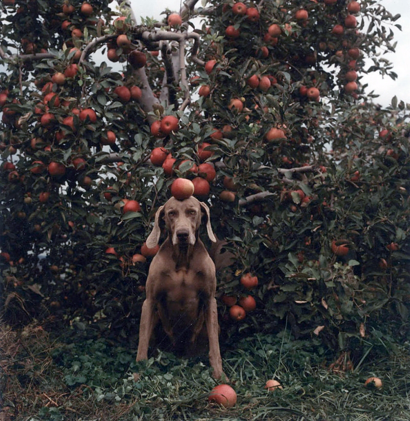 William Wegman. 'Untitled (Ghent Fay with Apples)' 1990
