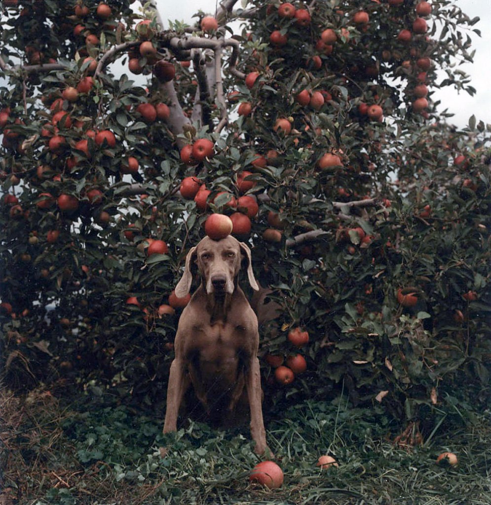 William Wegman (American, b. 1943) 'Untitled (Ghent Fay with Apples)' 1990