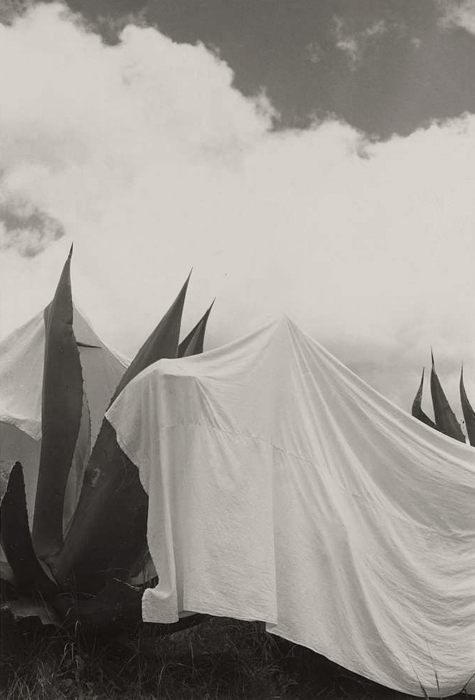 Manuel Alvarez Bravo (Mexican, 1902-2002) 'Las lavanderas sobreentendidas (The Washerwomen Implied) Draped Yucca Plants, Mexico' 1932