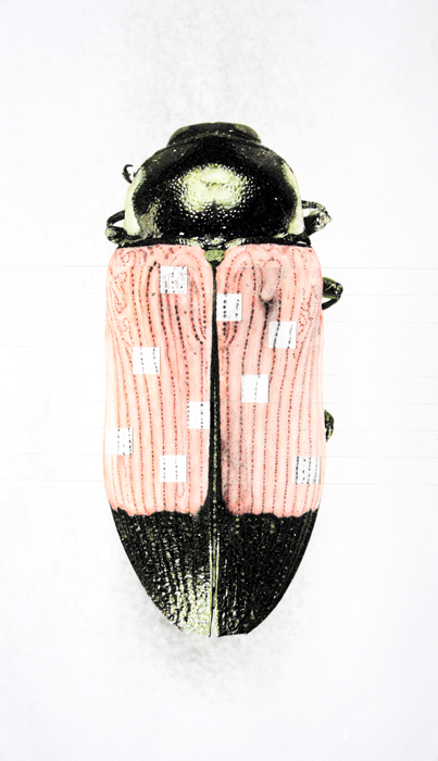 Josephine Kuperholz (Australian) 'Themognatha pascoci' 2008 from the exhibition 'Blight' at Gallery 101, Melbourne, June, 2009