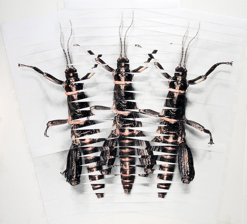 Josephine Kuperholz (Australian)  'Dryococelus australis' 2008