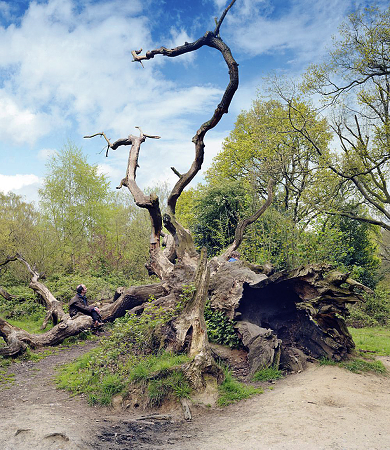 Scott McFarland (Canadian, b. 1975) 'Fallen Oak Tree' 2008