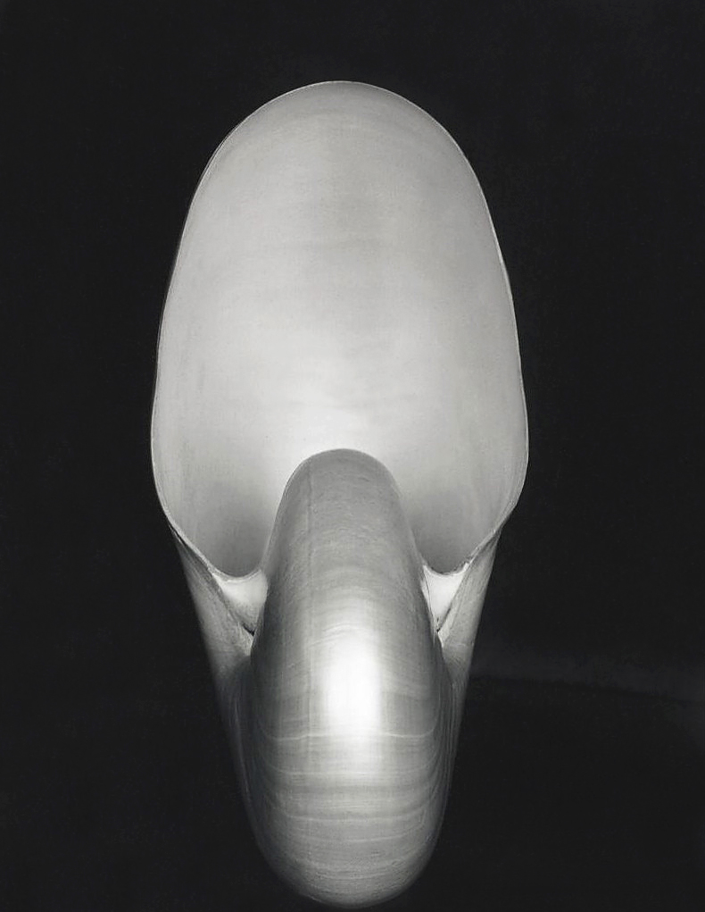 Edward Weston (American, 1886-1958) 'Nautilus' 1927