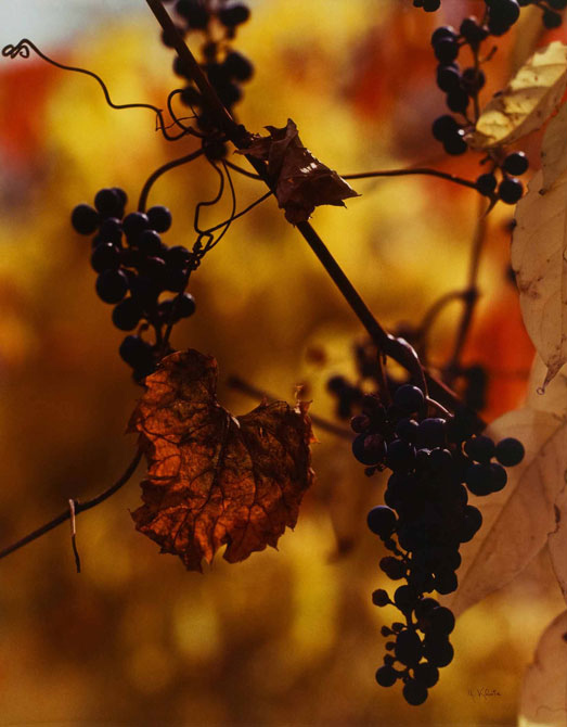 Jeannette Klute. 'Grape Leaves' nd