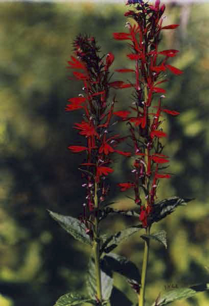 Jeannette Klute (American, 1918-2009) 'Cardinal Flower' Nd (early-mid 1950s)