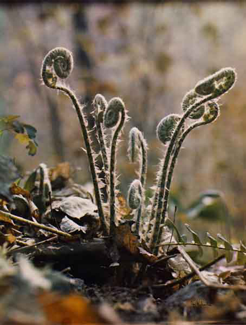 Jeannette Klute (American, 1918-2009) 'Christmas Fern' Nd (early-mid 1950s)