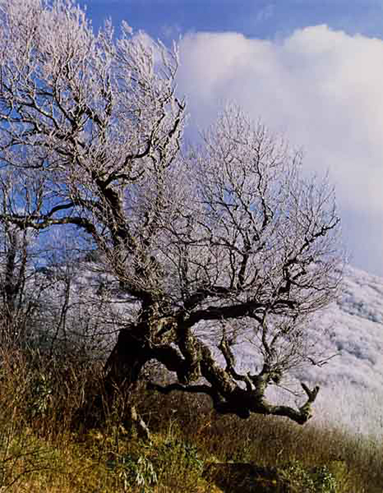 Jeannette Klute (American, 1918-2009) 'Frosted Tree' Nd (early-mid 1950s)