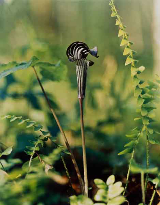 Jeannette Klute (American, 1918-2009) 'Jack in the Pulpit (Arisaema triphyllum)' Nd (early-mid 1950s)