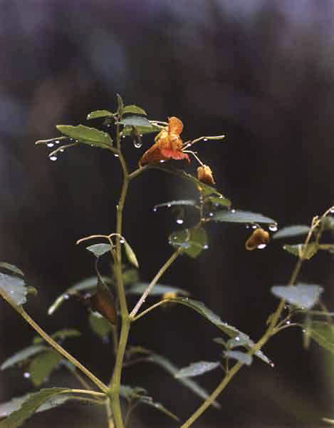 Jeannette Klute (American, 1918-2009) 'Jewel Weed' Nd (early-mid 1950s)