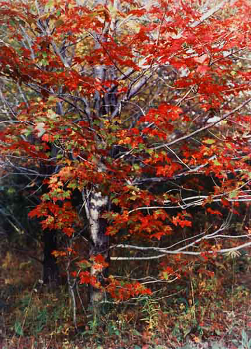Jeannette Klute (American, 1918-2009) 'Maple Tree - red leaves' Nd (early-mid 1950s)
