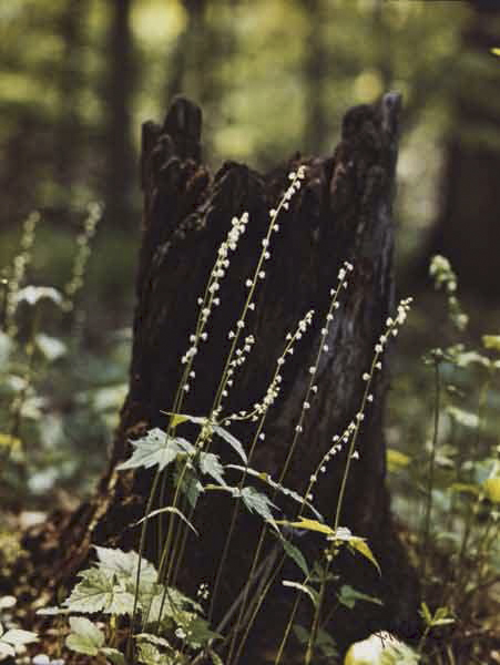 Jeannette Klute (American, 1918-2009) 'Miterwort' Nd (early-mid 1950s)