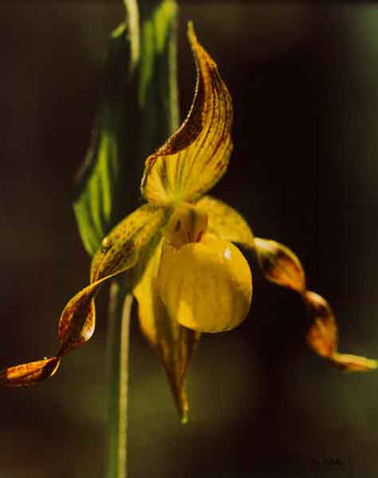 Jeannette Klute (American, 1918-2009) 'Yellow Lady's Slipper' Nd (early-mid 1950s)