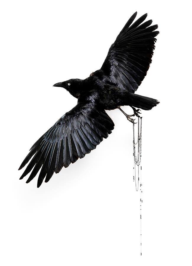 Julia deVille (New Zealand, b. 1982) 'Night's Plutonian Shore' 2009 from the exhibition 'Cineraria' by Julia deVille at Sophie Gannon Gallery, Richmond, Melbourne, July - Aug, 2009