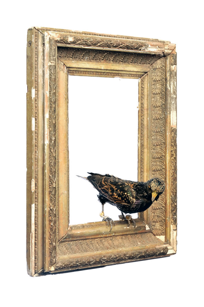 Julia deVille (New Zealand, b. 1982) 'Ruby Heart Starling' 2008 from the exhibition 'Cineraria' by Julia deVille at Sophie Gannon Gallery, Richmond, Melbourne, July - Aug, 2009