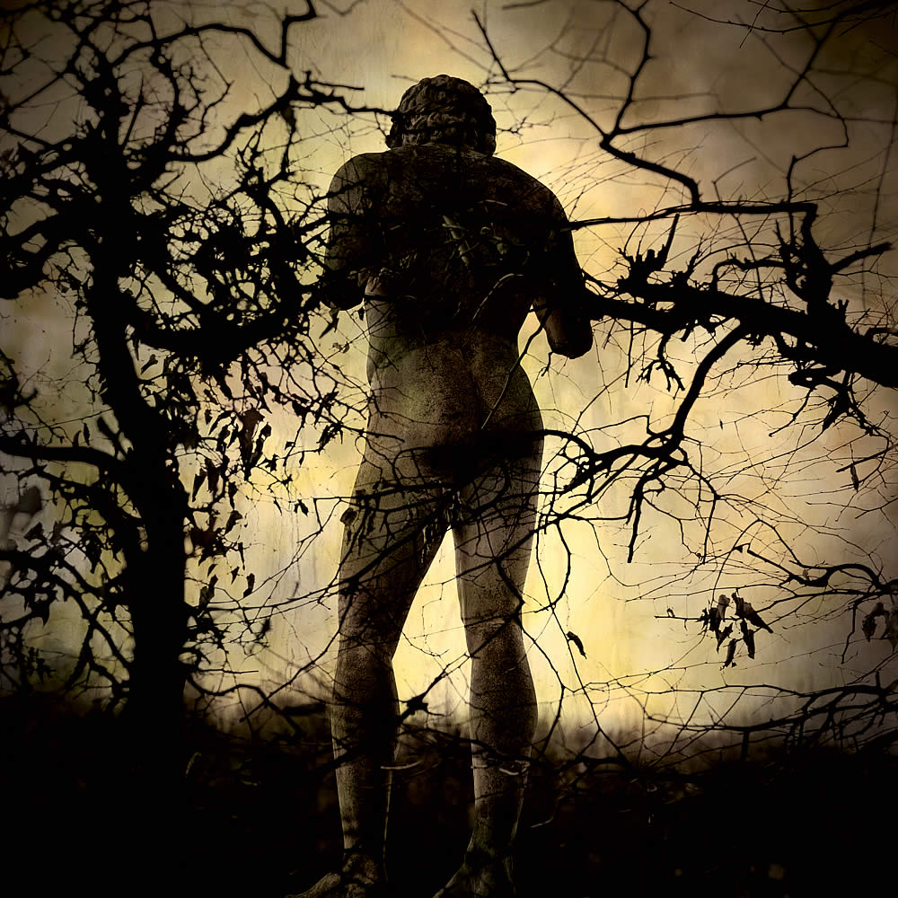 Jane Burton (Australian, b. 1966) 'Ivy #6' 2009