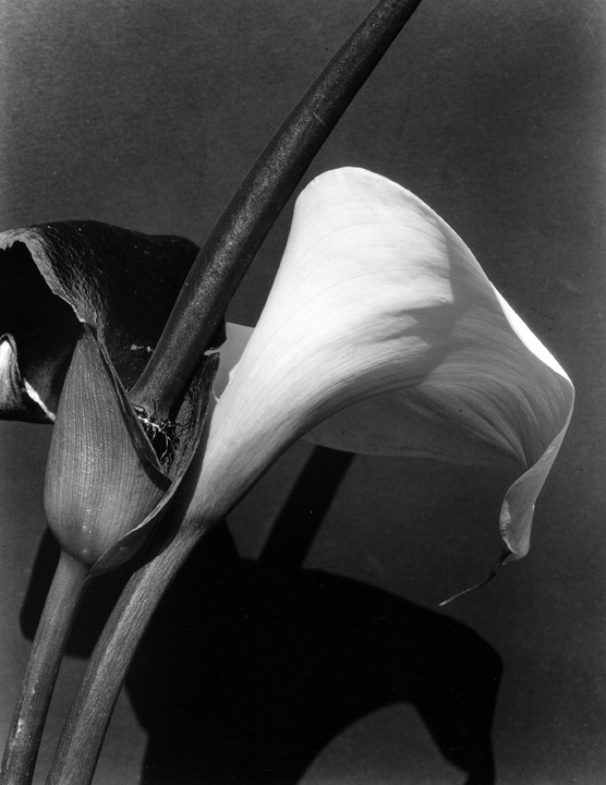 Imogen Cunningham (American, 1883-1976) 'Black and White Lilies III' 1928