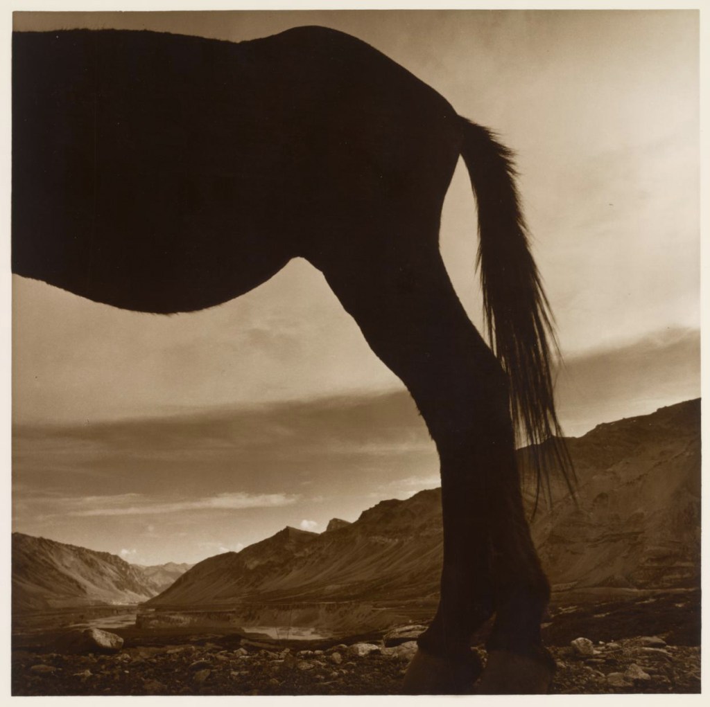 Max Pam (born Australia 1949, lived in Brunei 1980-83) 'My donkey, our valley, Sarchu' 1977 from the exhibition 'Long Distance Vision: Three Australian Photographers' at The Ian Potter Centre NGV Australia, Federation Square, Melbourne, Aug 2009 - Feb 2010