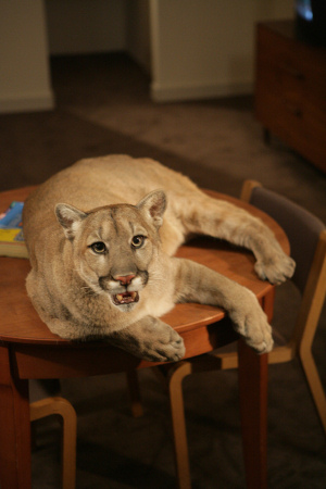 Doug Aitken (American, b. 1968) Still from 'Migration' 2008