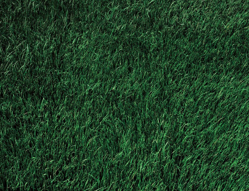 Thomas Demand (German, b. 1964) 'Lawn' 1998