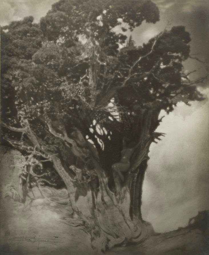Anne W. Brigman (American, 1869-1950) 'The Hamadryads' c. 1910 from the exhibition Exhibition: 'Icons of American Photography: A Century of Photographs from the Cleveland Museum of Art' at the Frick Art and Historical Center, Pittsburgh, Oct 2009 - Jan 2010