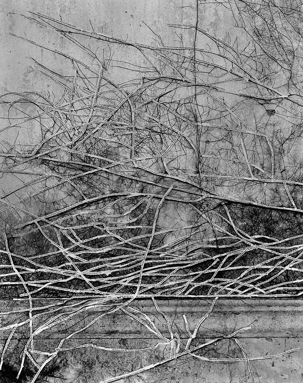 Simryn Gill (Australian born Singapore, b. 1959) 'Forest #13' 1998 from the exhibition 'Simryn Gill: Inland' at the Centre for Contemporary Photography, Fitzroy, Oct - Dec, 2009