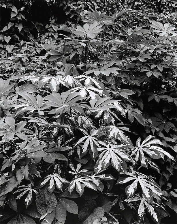 Simryn Gill (Australian born Singapore, b. 1959) 'Forest #5' 1998 from the exhibition 'Simryn Gill: Inland' at the Centre for Contemporary Photography, Fitzroy, Oct - Dec, 2009