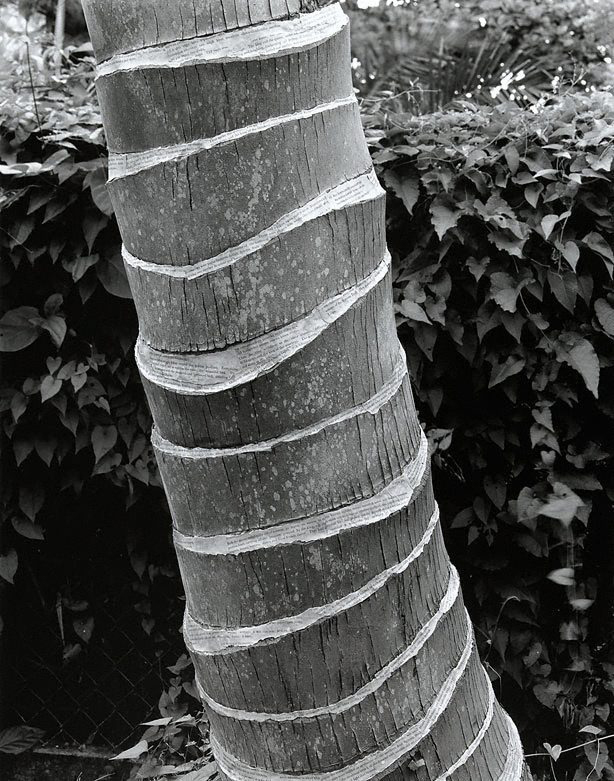 Simryn Gill (Australian born Singapore, b. 1959) 'Untitled' from the 'Forest' series 1996 from the exhibition 'Simryn Gill: Inland' at the Centre for Contemporary Photography, Fitzroy, Oct - Dec, 2009