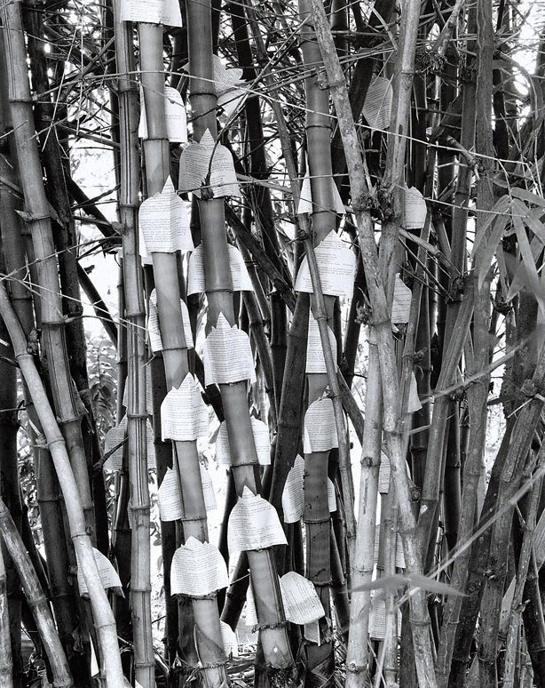 Simryn Gill (Australian born Singapore, b. 1959) 'Untitled' from the 'Forest' series 1996