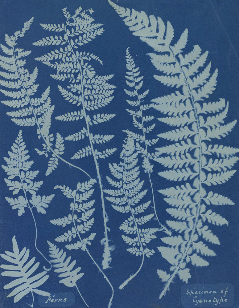 Anna Atkins (British, 1799-1871) 'Ferns, Specimen of Cyanotype' 1840s from the exhibition 'In the Darkroom: Photographic Processes before the Digital Age' at the National Gallery of Art, Washington, D.C., October 2009 - March, 2010