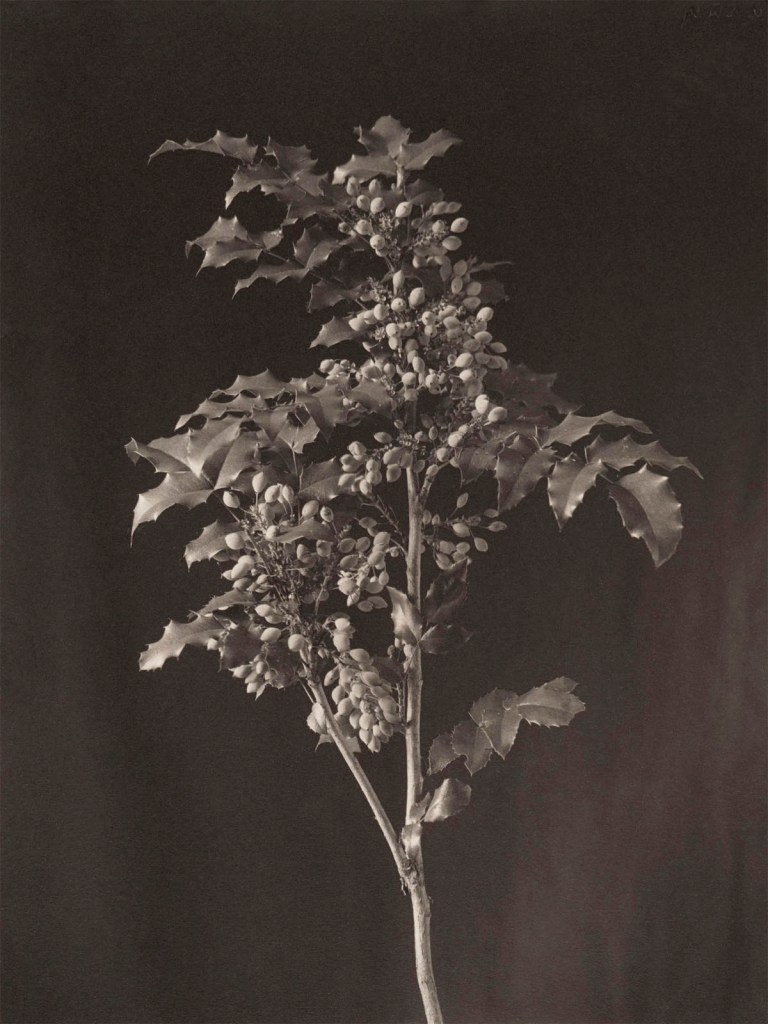 Frederick H. Evans (British, 1853-1943) 'Berberis: Plant Study' c. 1908