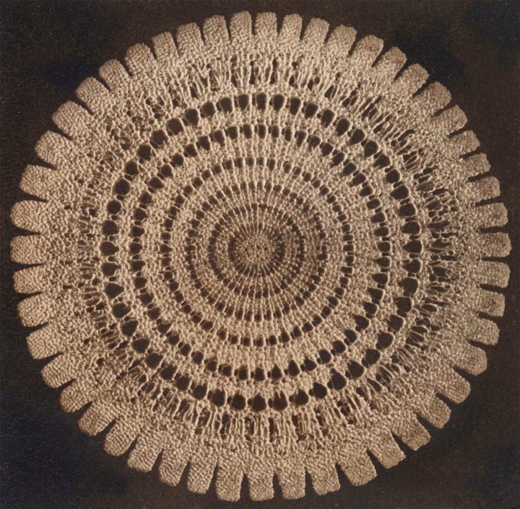 Frederick H. Evans (British, 1853-1943) 'Fr: Sec: Spine of Echinus x. 40' c. 1887