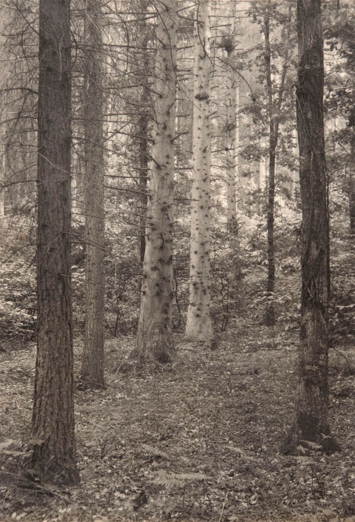 Frederick H. Evans (British, 1853-1943) 'Redlands Woods' c. 1908