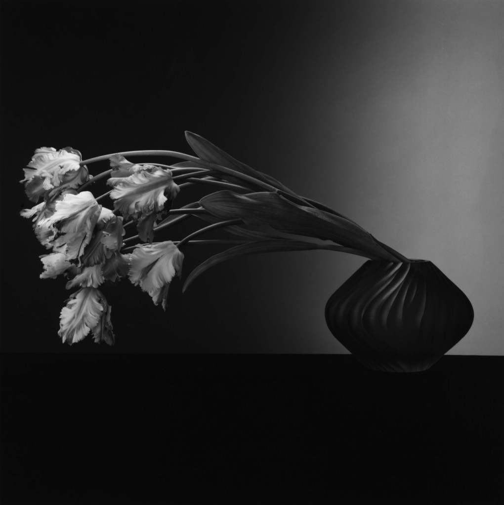 Robert Mapplethorpe. 'Parrot Tulips' 1988 from the exhibition 'Robert Mapplethorpe' at NRW-Forum Dusseldorf, Feb - August, 2010